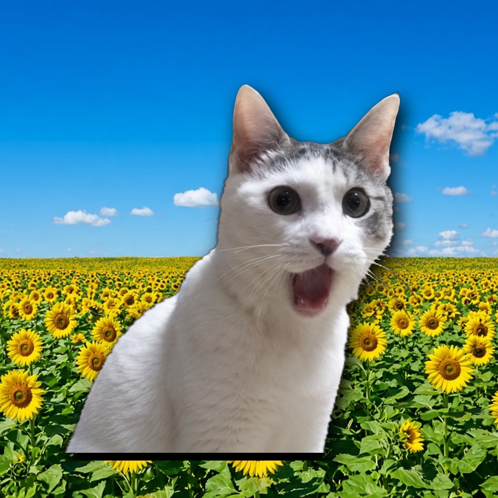 OMG Cat reaction 6