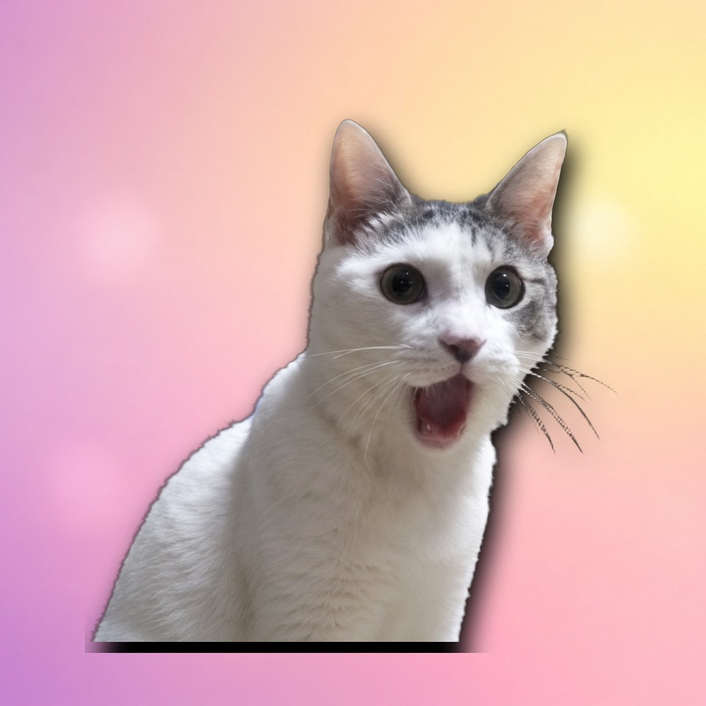 OMG Cat reaction 12